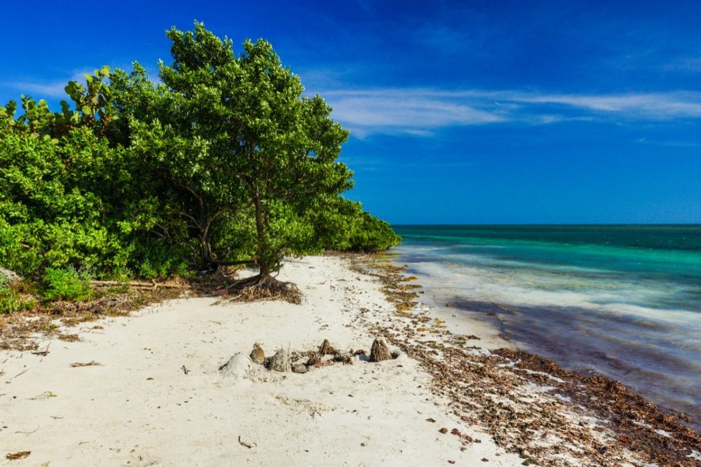 Trees, sand and ocean at Boca Chita Key in Biscayne National Park in Florida