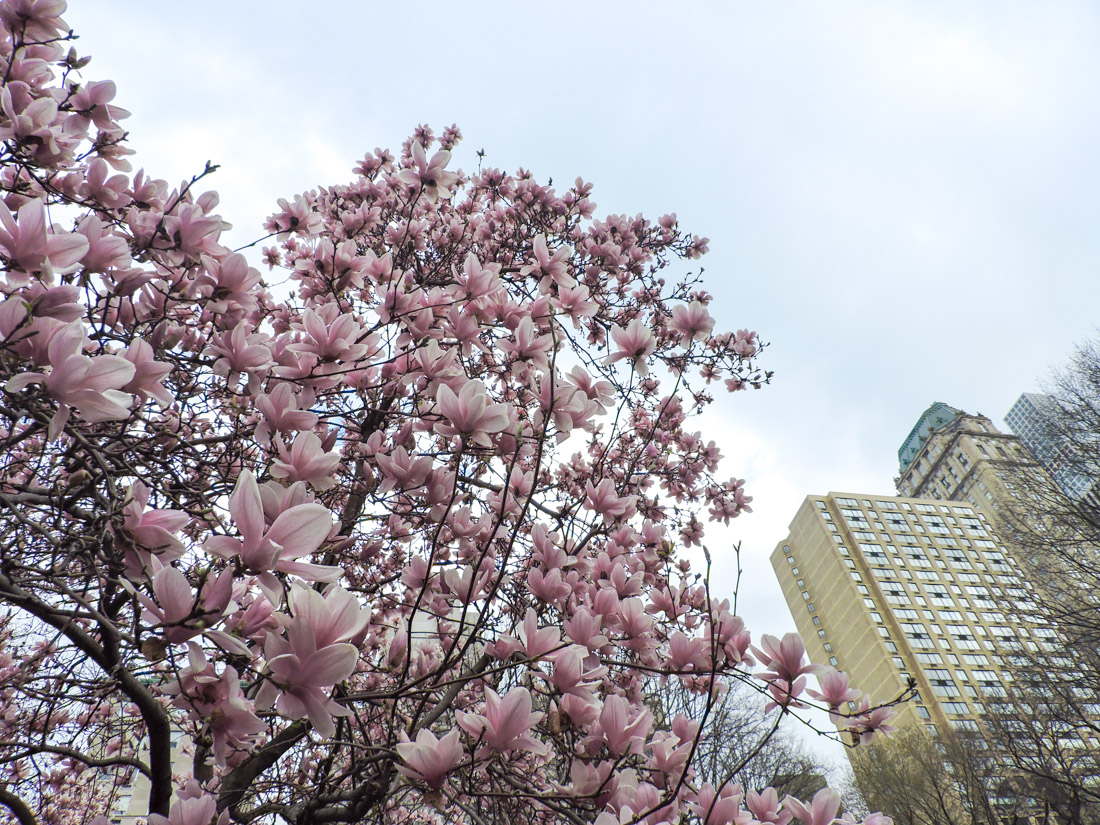 Central Park pink trees in NYC.