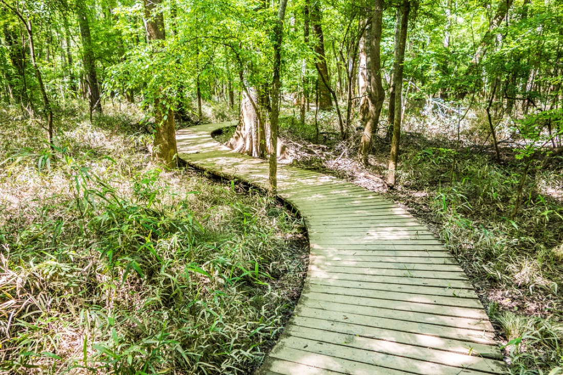 Cypress forest and swamp of Congaree National Park in South Carolina