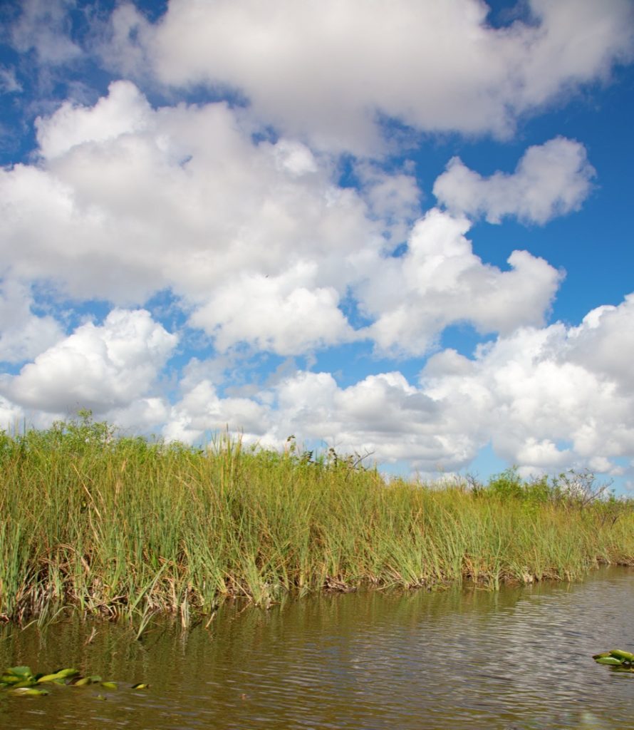Reeds at Everglades National Park, Florida, USA