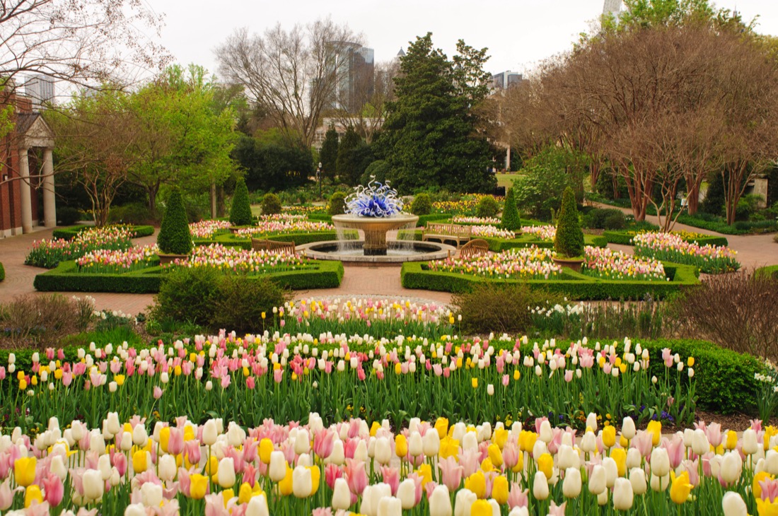 Landscape design in Atlanta botanical garden tulips