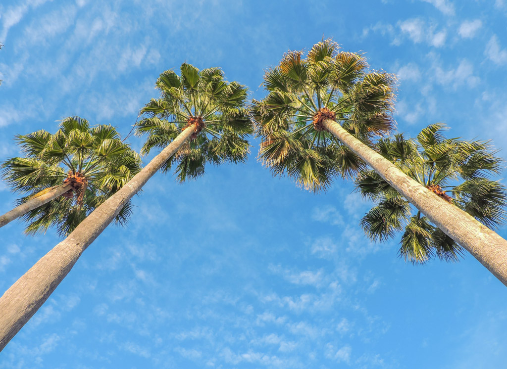Palm Trees Disney. Orlando. Florida