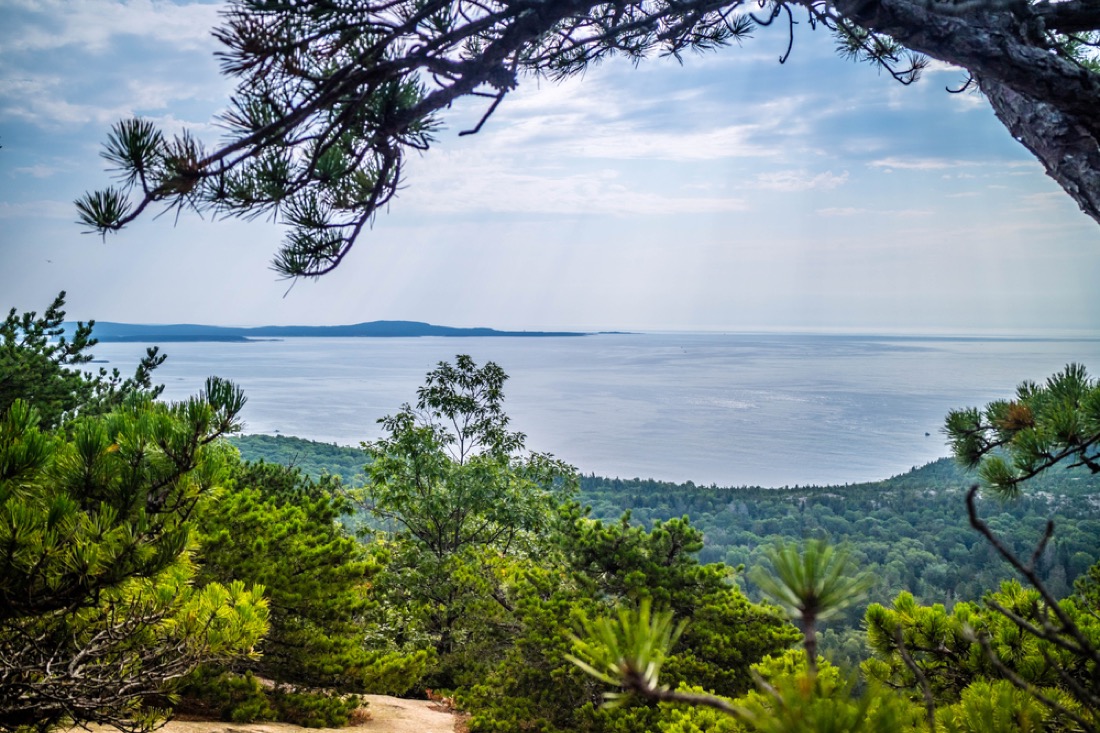 Tree frames views from The Beehive Cliff  in Acadia National Park 