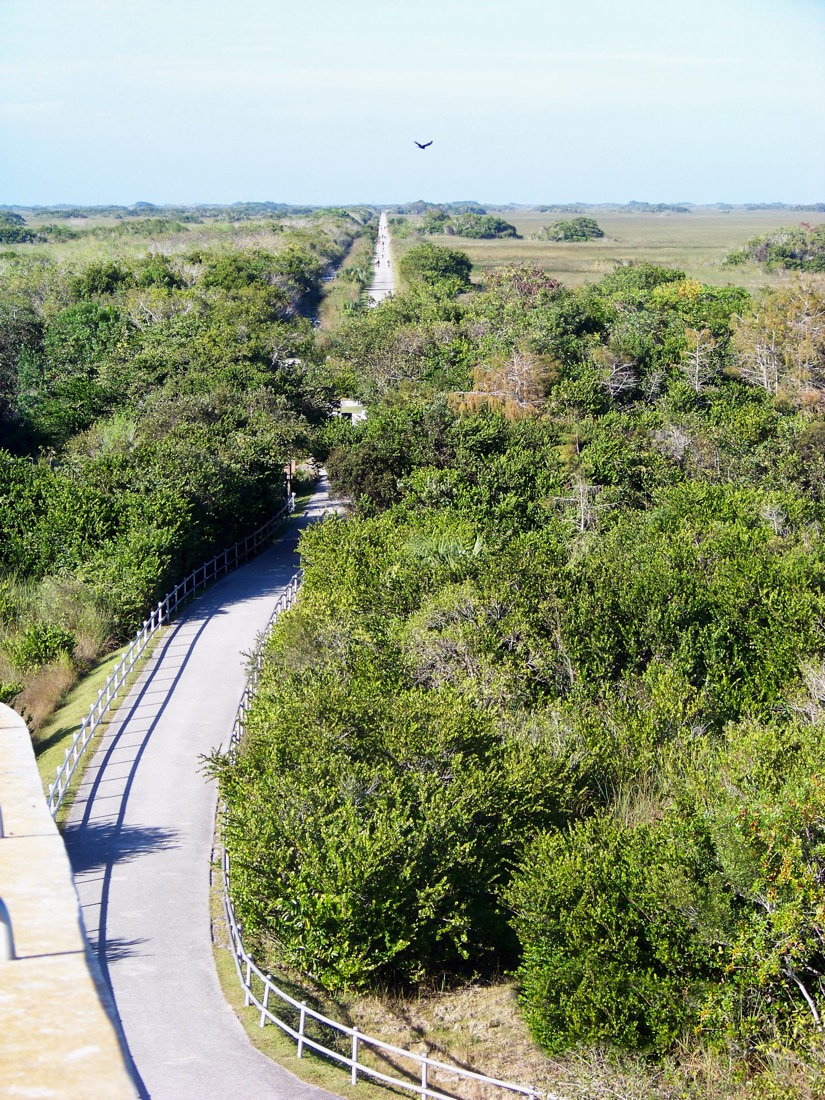 Birds eye view over Tram Road Trail to Shark Valley Observation Tower in Everglades National Park in Florida.
