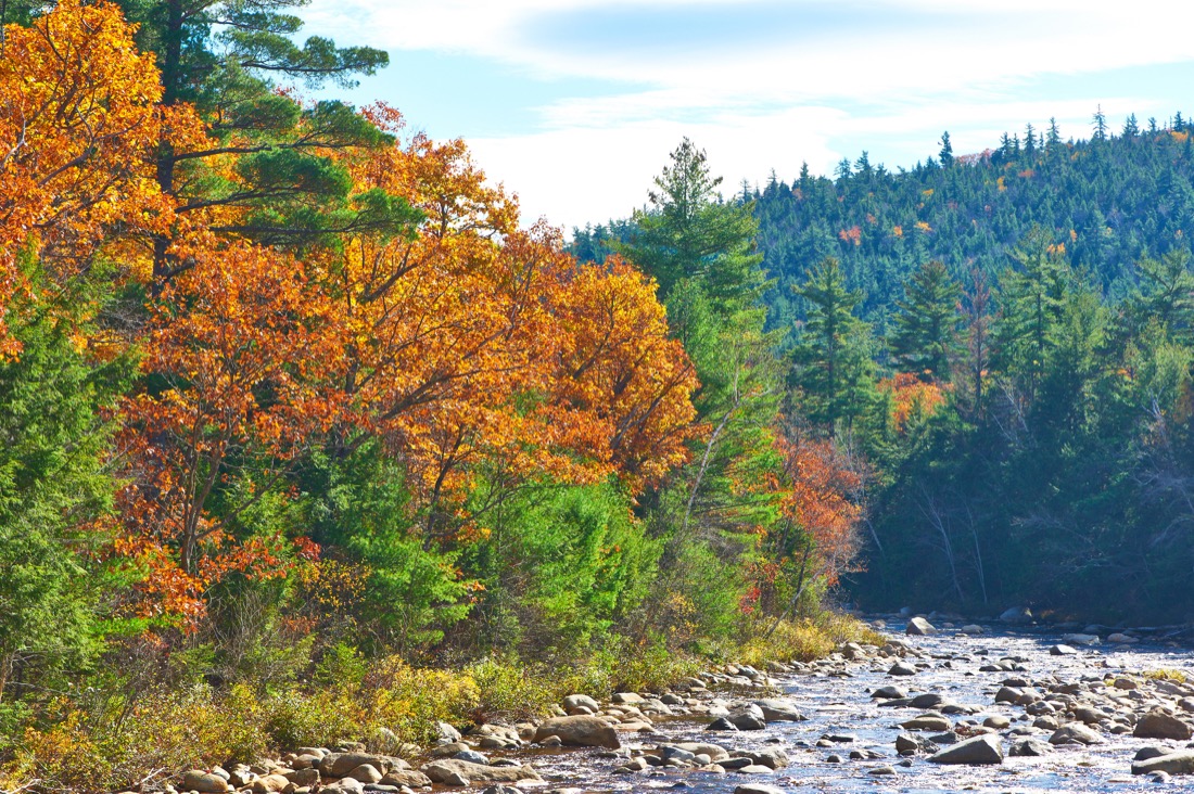 Fall colors on trees at White Mountain National Forest in New Hampshire