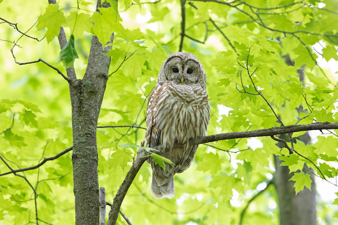 A Barred Owl rests on thin branch looking at the camera amidst vibrant green leaves in springtime