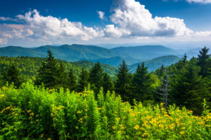 View across the evergreen tree tops of the beautiful Blue Ridge Mountains in North Carolina