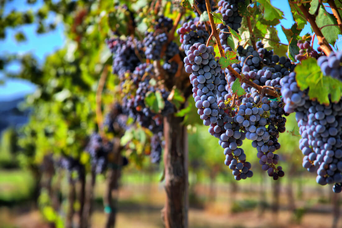 Merlot grapes in a vineyard.