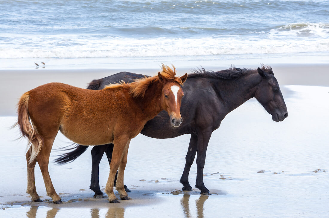Two Wild Spanish Mustangs on Corolla Beach in the Outer Banks