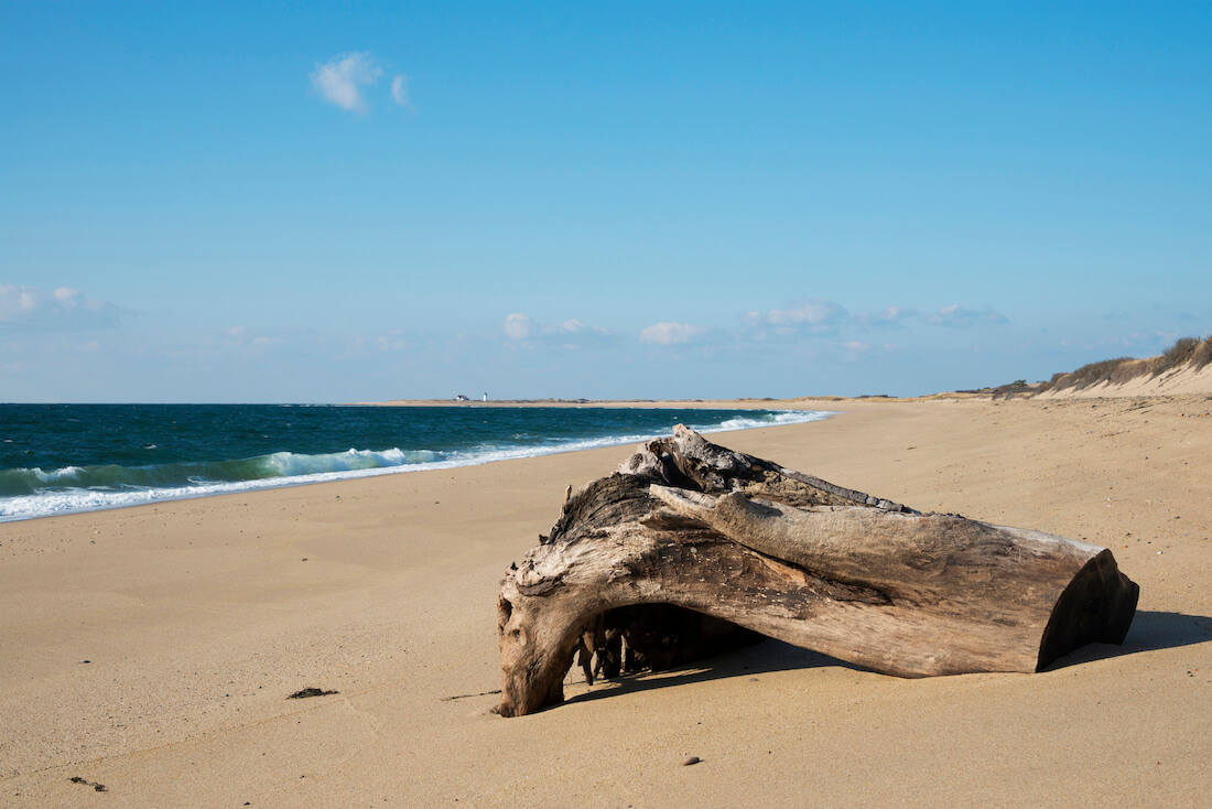 Driftwood on an empty beach on the Cape Cod National Seashore in Massachusetts