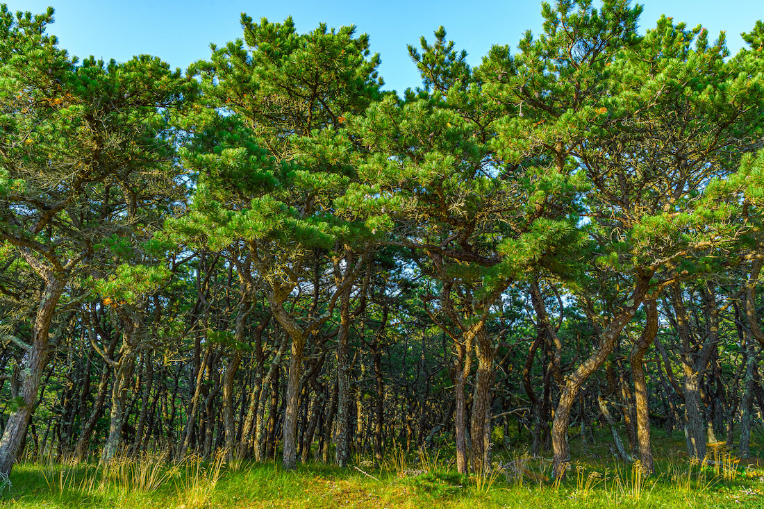Pine trees in Nickerson State Park on Cape Cod Massachusetts