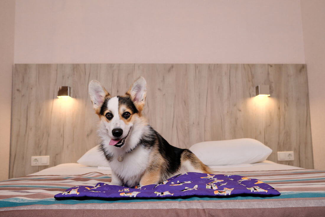 A tri-color Corgi is happily sitting on a blanket on a dog-friendly hotel bed