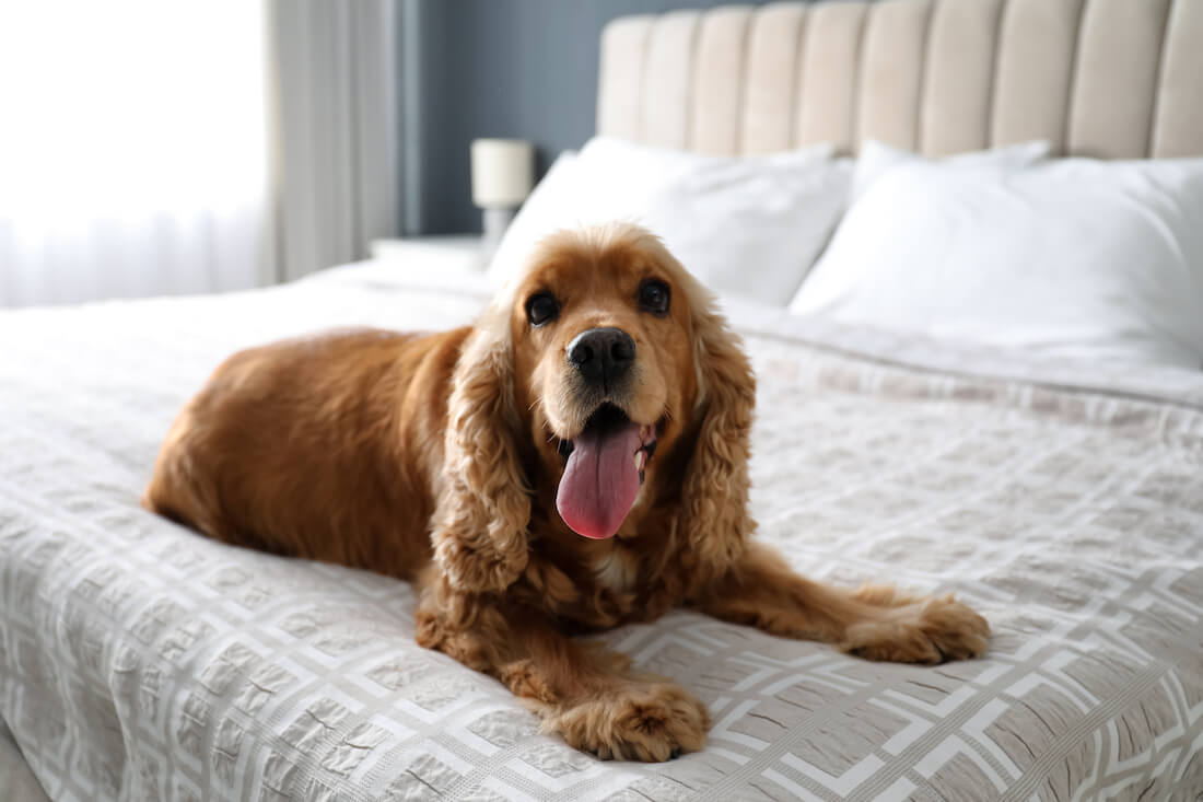 Cute English Cocker Spaniel on a bed indoors