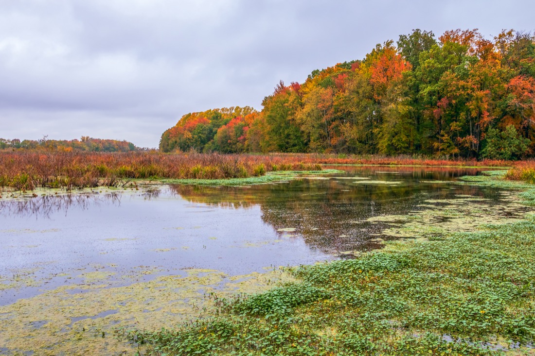 Fall leaves on trees at Finish Pool Bombay Hook National Wildlife Refuge