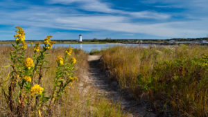 Goldenrod flowers along the path to lighthouse beach in Edgartown, Martha's Vineyard, Massachusetts