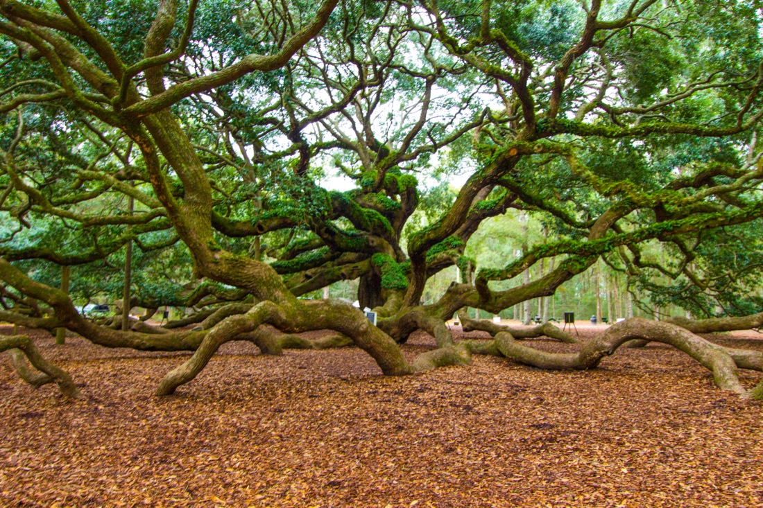 The huge The Angel Oak Tree in Charleston