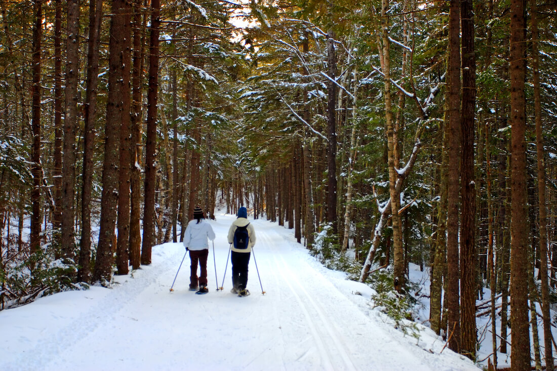 Two cross-country skiers follow a trail amongst pine trees in Bretton Woods New Hampshire