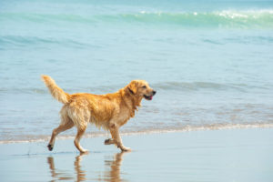 A golden retriever trots along the surf on the beach
