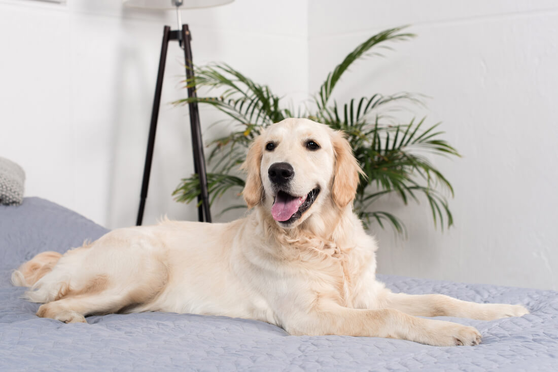 Golden retriever dog on a bed