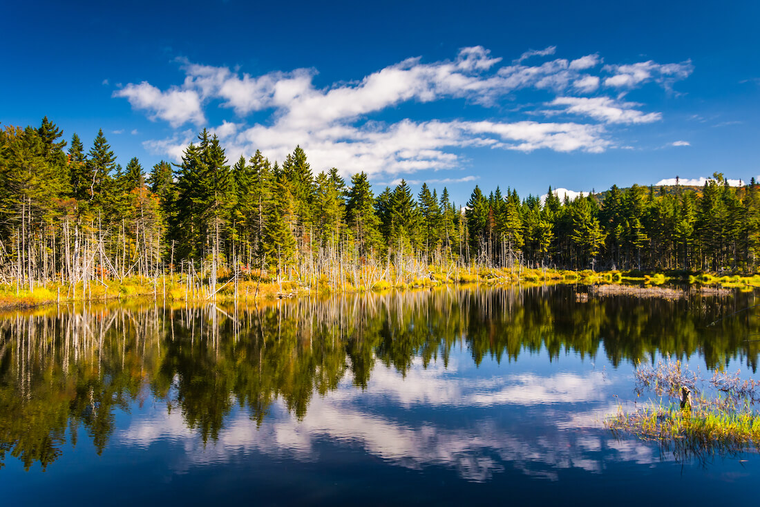 Pine trees reflected on a pond in the White Mountains National Forest on a sunny day