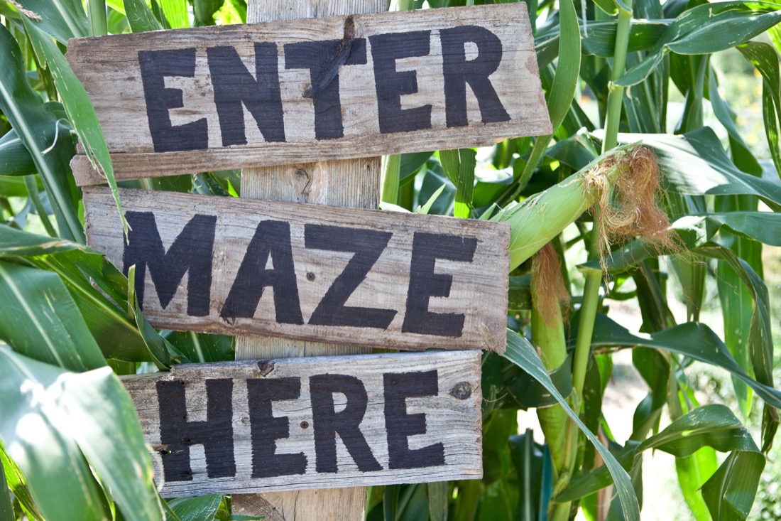 Corn Maze Sign against corn plant