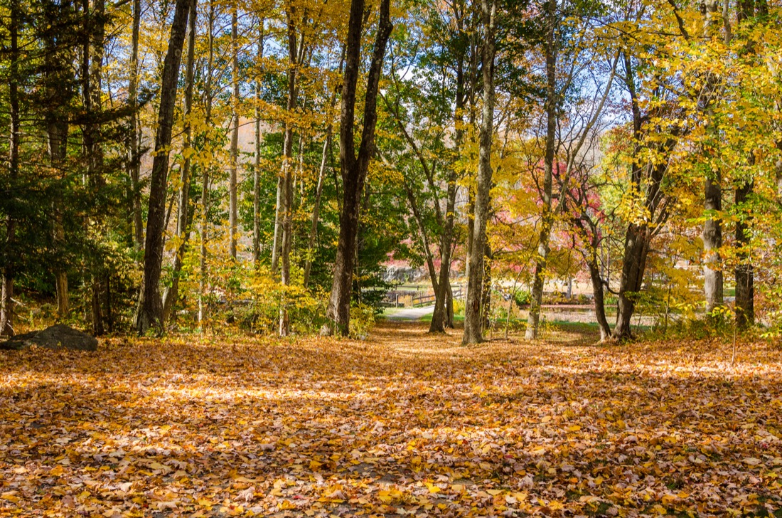Forest trees with fall leaves on ground at Southford Falls State Park, Connecticut