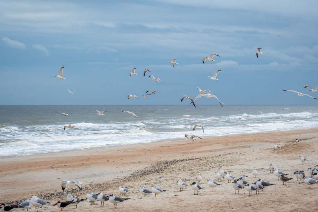 Birds flocking at the beach in Amelia Island, FL