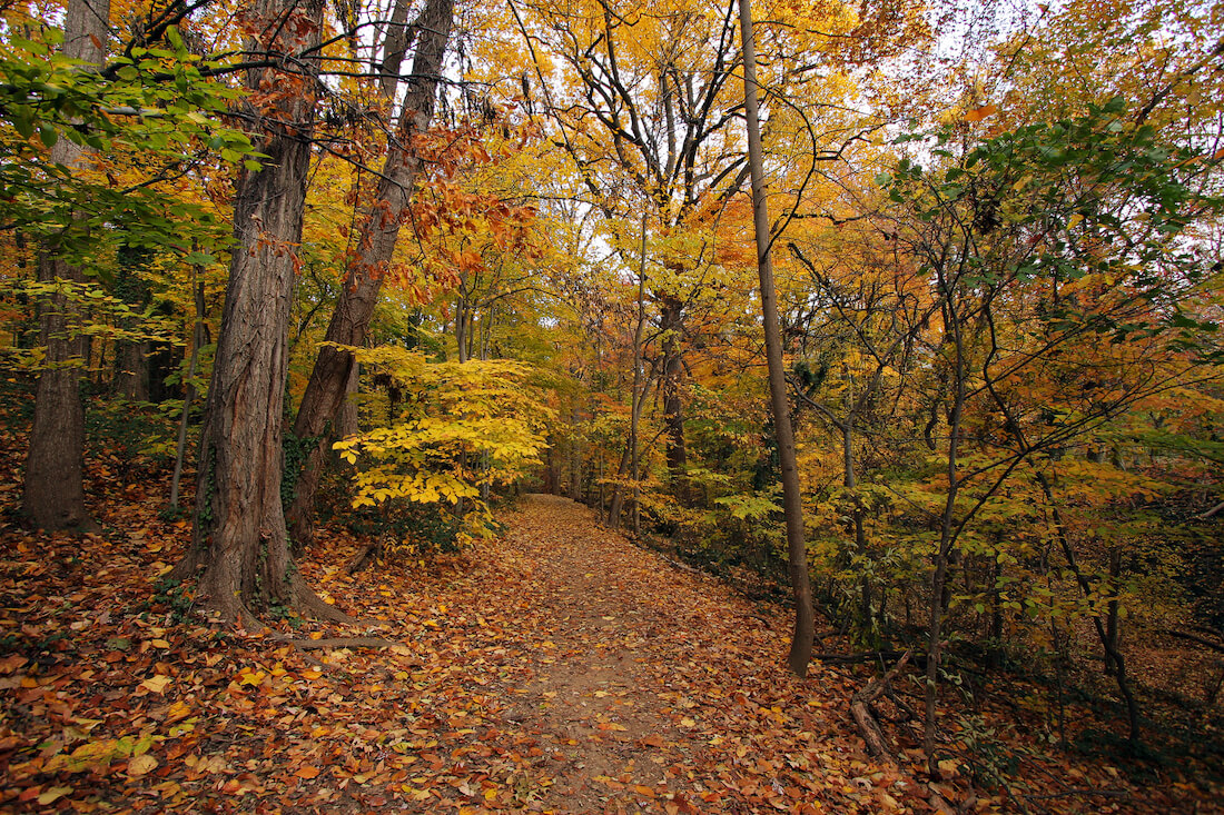 Fall foliage in Rock Creek Park in Washington DC