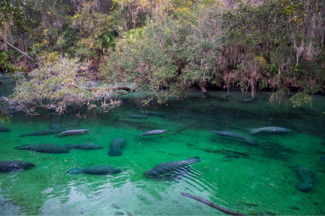 Manatees swimming in a blue green water at Blue Spring State Park ,FL