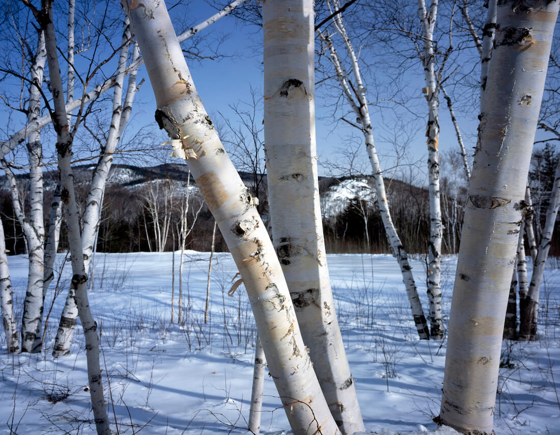 Close up of white birch trees on snow-covered ground