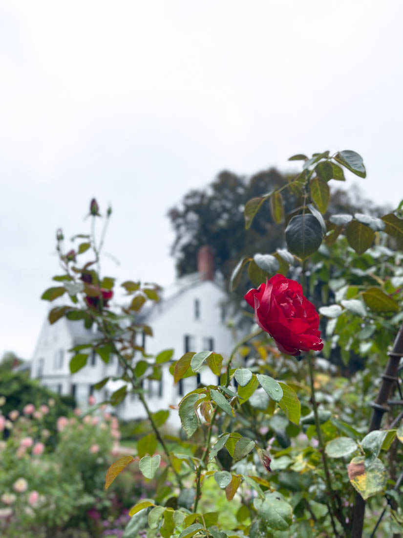 Ropes Mansion Garden with faded building and bright rose in Salem