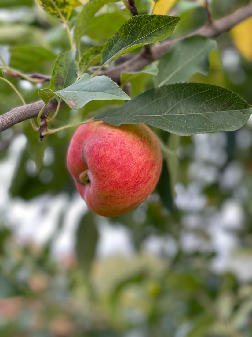 Apple on tree Shelburne Orchards Vermont