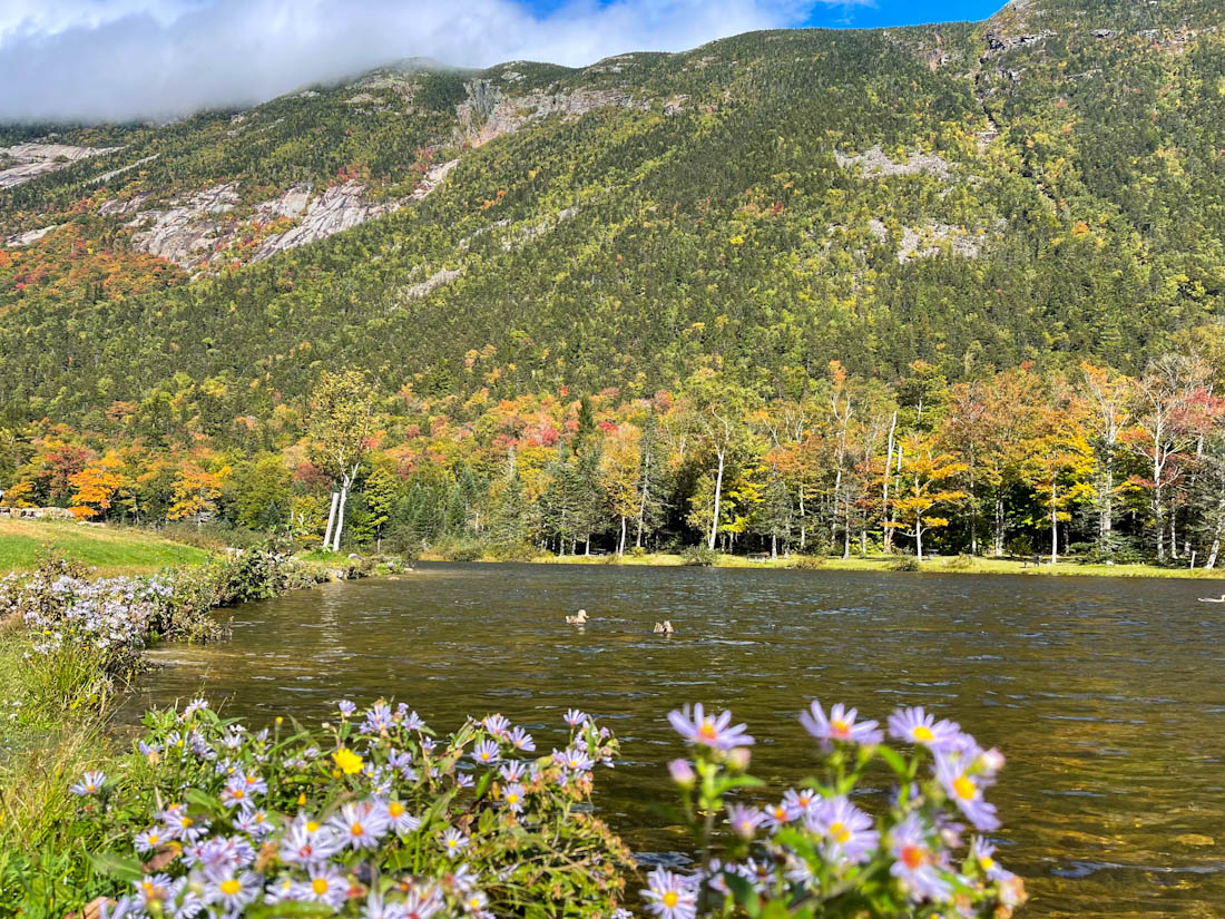 Willey House Dam Pond with flowers and fall colors in Crawford Notch, New Hampshire.