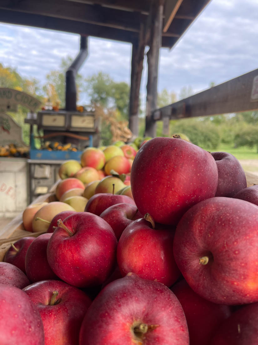 Stacks of red apples at Shelburne Orchards