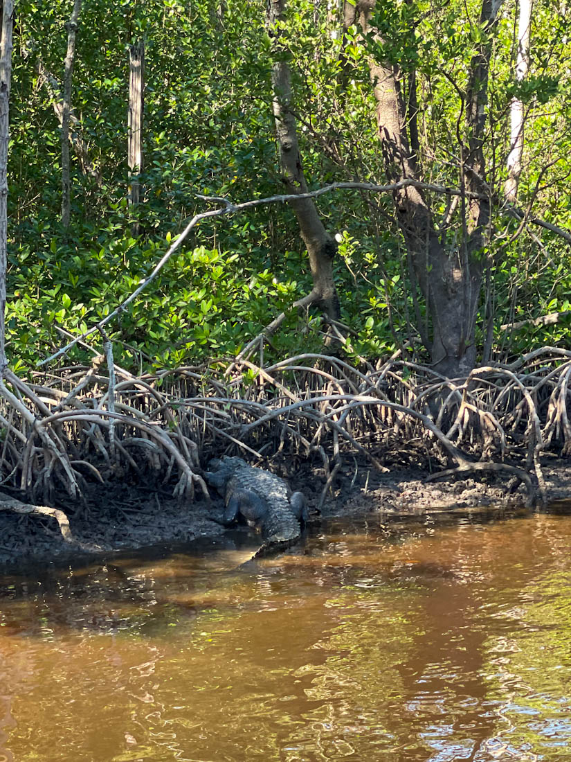 Alligator on the shore in the Everglades seen during an Airboat Tour in Florida