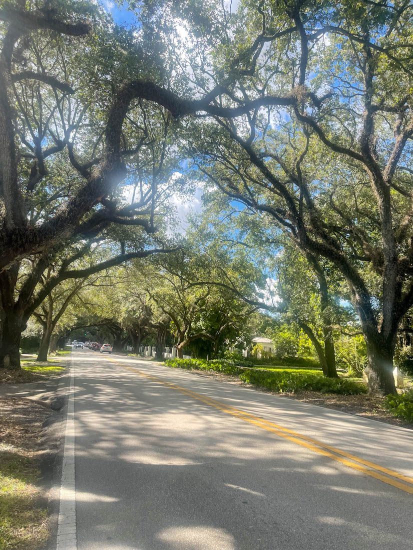 Coral Gables trees by Merrick House Miami 