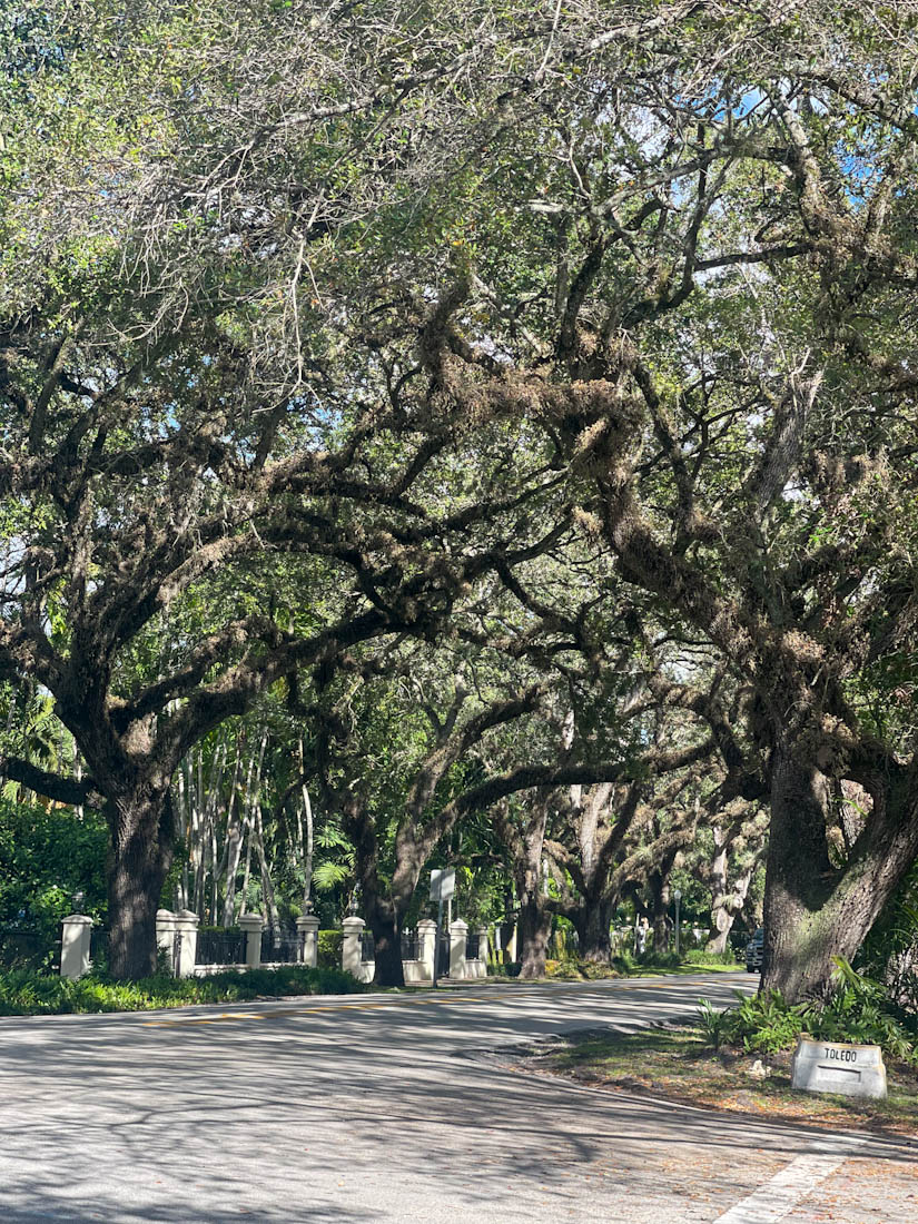 Coral Gables trees by Merrick House in Miami 