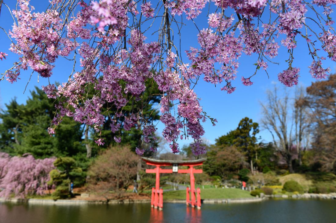 View of flowers and structure at the Japanese garden at Brooklyn Botanical Garden.