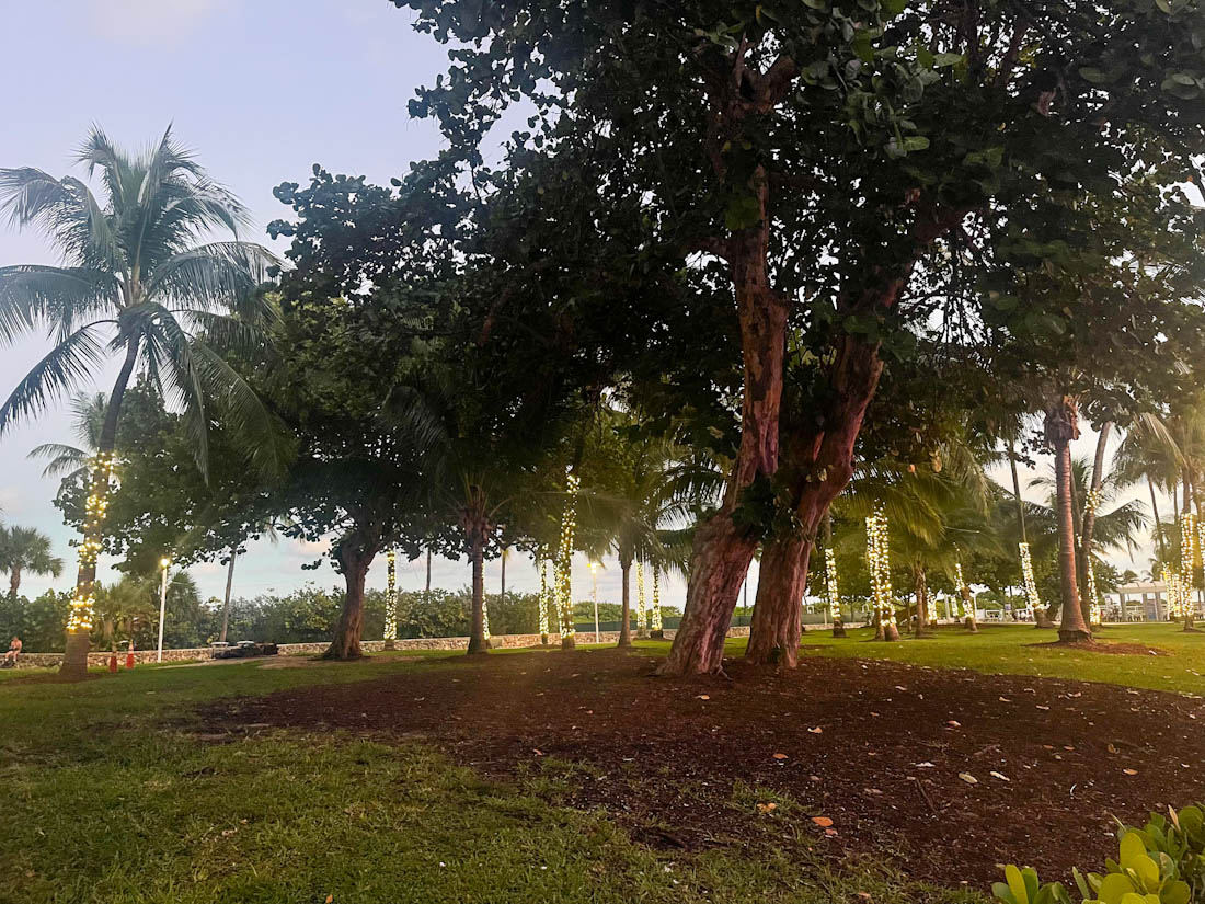 Trees at Lummus Park Ocean Drive South Beach Miami Florida 