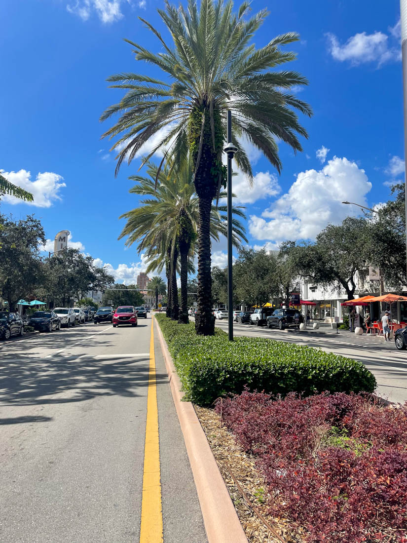 Miracle Mile palm tree Road Coral Gables Miami Florida