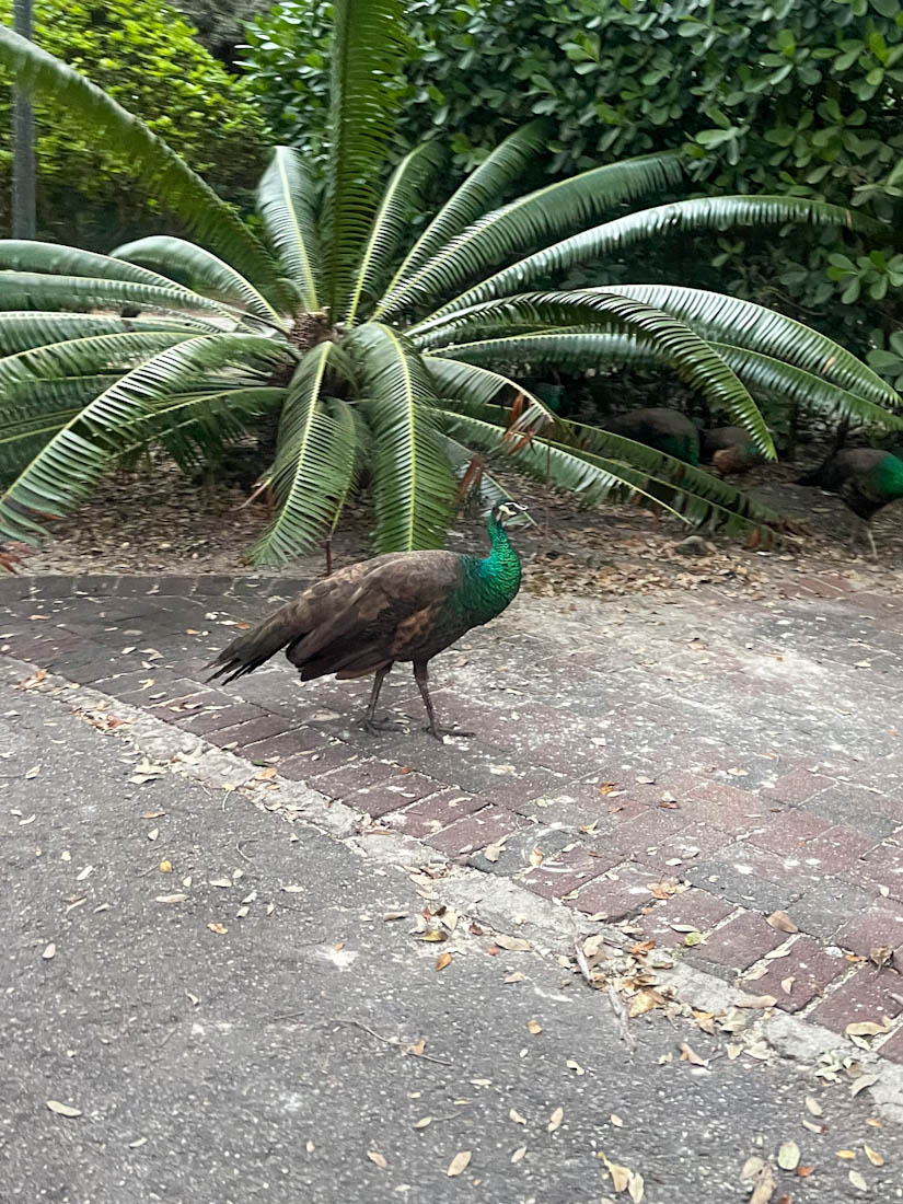Peacock roaming Coconut Grove Miami 