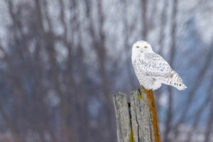 A snowy owl perched on a tree stump