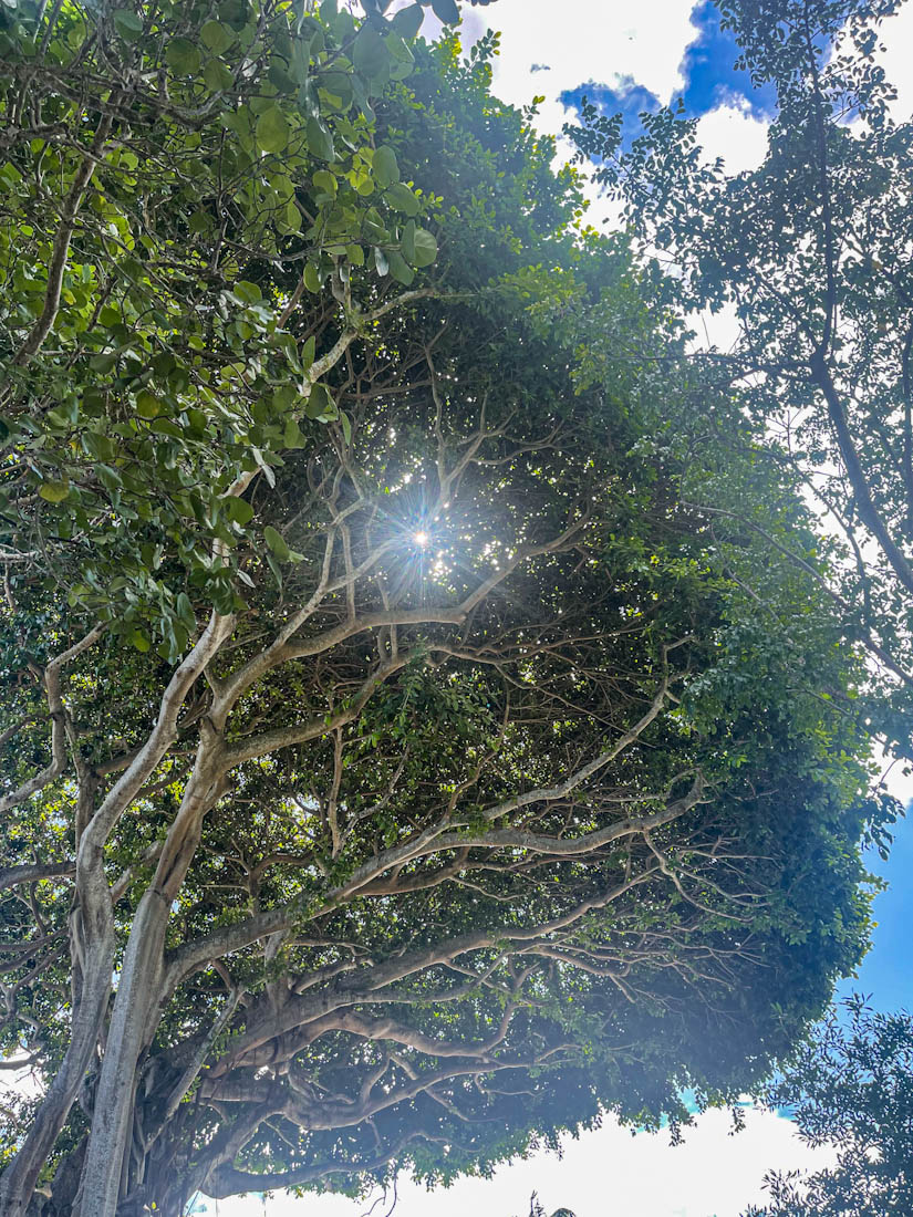 Tree Coconut Grove Miami Florida