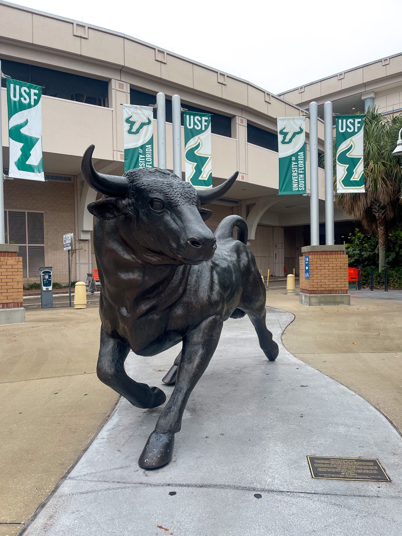 USF bull statue in Tampa Florida