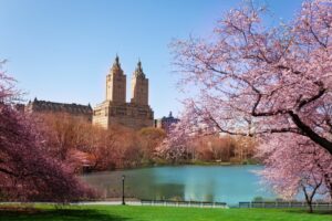 Cherry blossoms in front of a lake in Central Park, New York City.