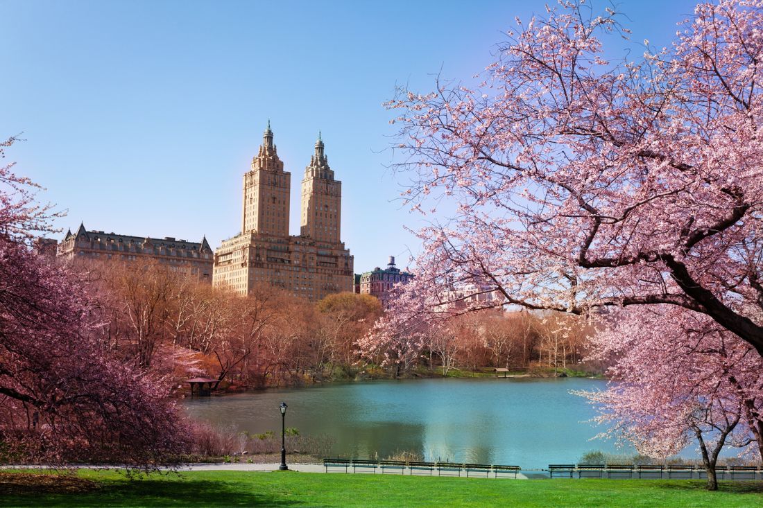 Cherry blossoms in front of a lake in Central Park, New York City.