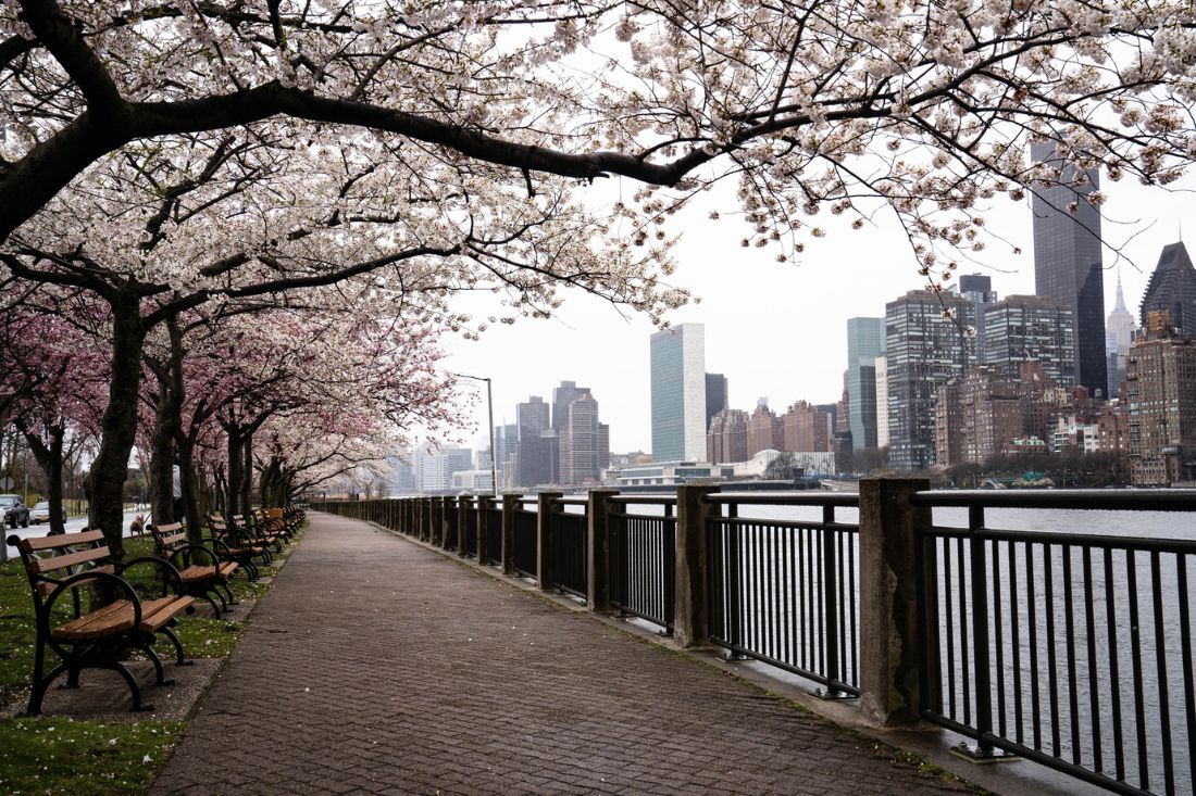 Cherry blossoms in Roosevelt Island, NYC.