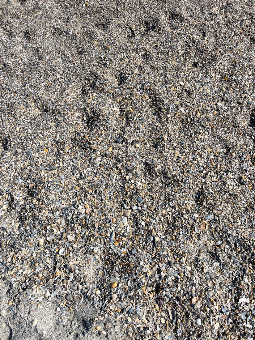 Shells in sand Cherie Down Park Cocoa Beach Florida
