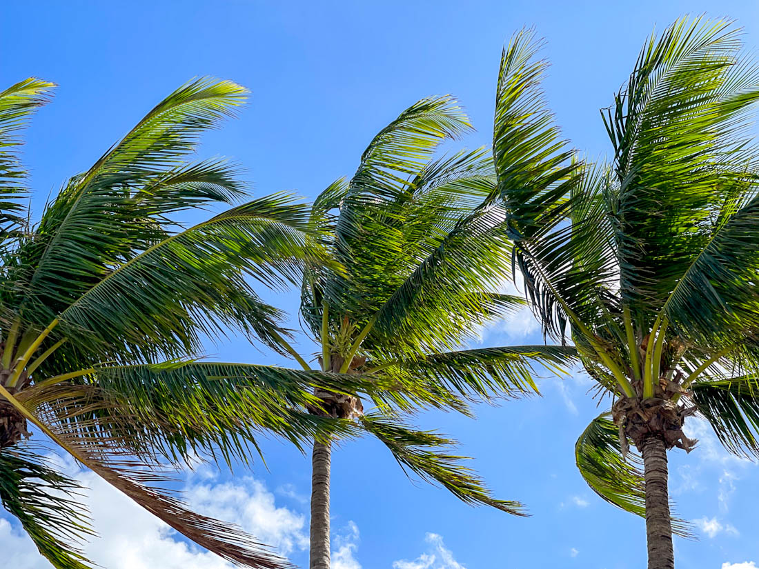 Windy palm trees Dubois Park Jupiter Florida