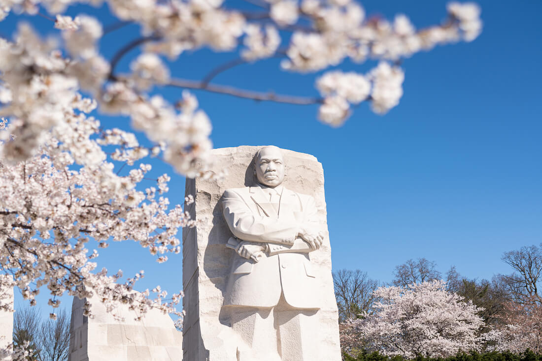 A photo of the MLK Memorial during Peak Cherry Blossom Bloom in Washington DC